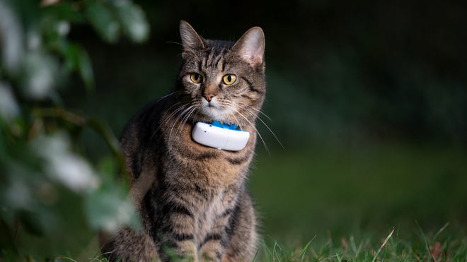 The Best GPS Pet Trackers of 2023